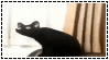 long cat