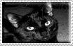 blackcat