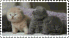 gatinhos